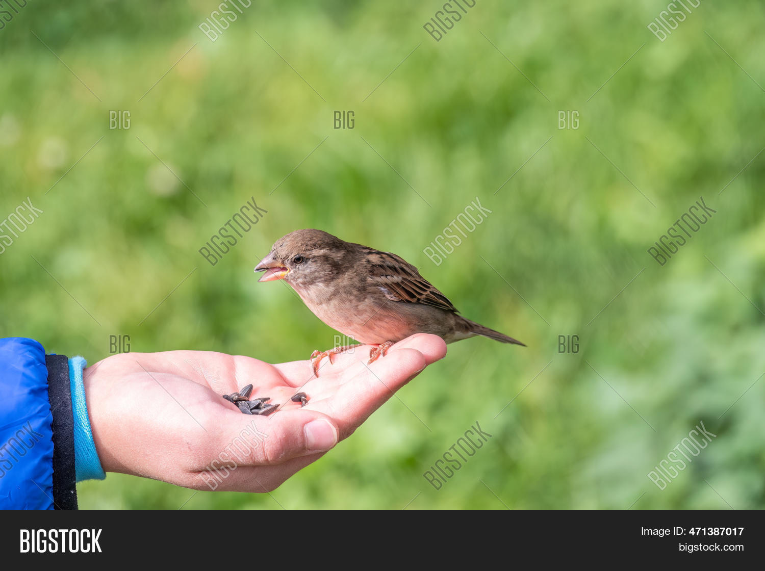 Boy Feeds Birds Seeds Image & Photo (Free Trial) Bigstock