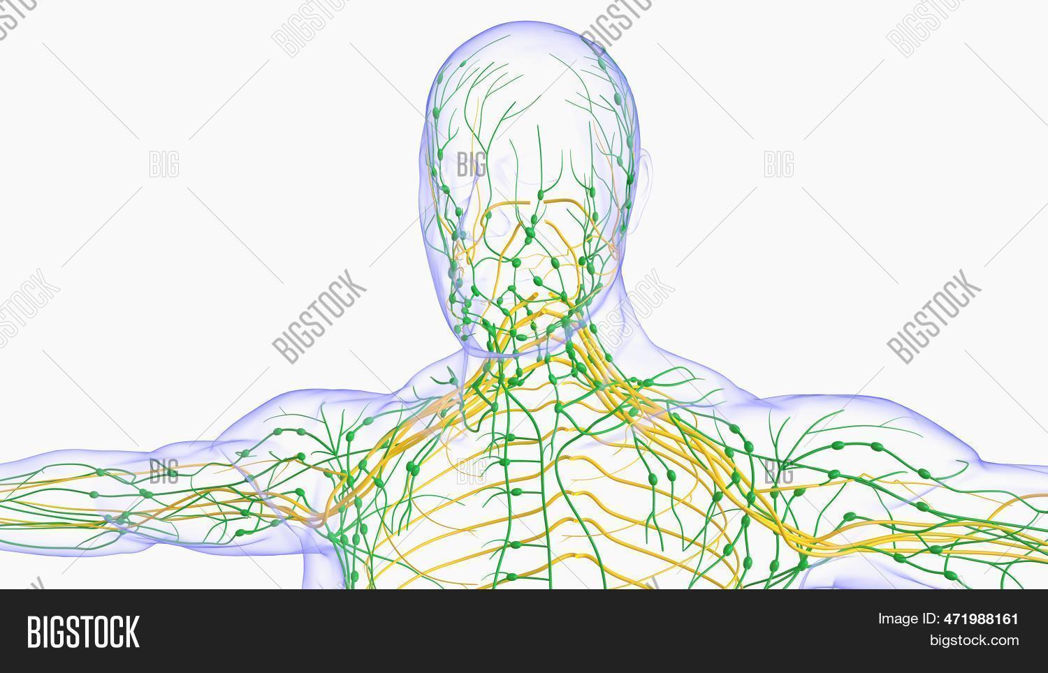 Lymph Notes Big Human Lymph Nodes Image & Photo (Free Trial) | Bigstock