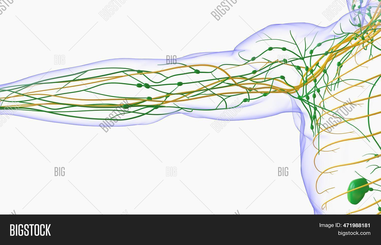 Lymph Notes Big Human Lymph Nodes Image & Photo (Free Trial) | Bigstock