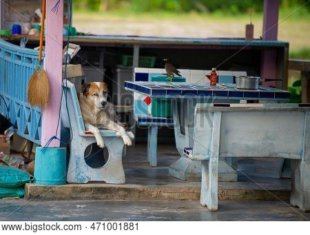 Brown And White Dog Resting On Chair In Open Kitchen In Thailand Next To Bird Sitting On Table
