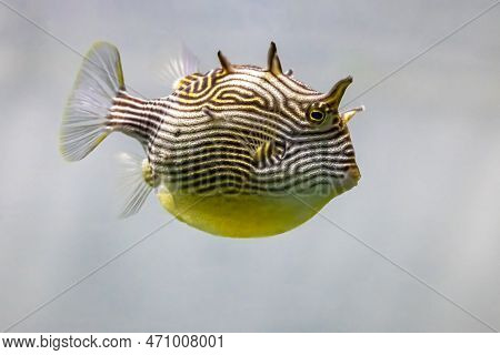 A Female Shaw's Cowfish, Aracana Aurita, Also Known As A Painted Boxfish Or Striped Cowfish. Found I