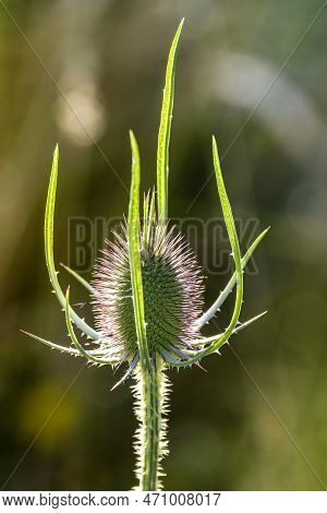 Teasel Flower Head, Dipsacus Fullonum, In Summer Sunshine. These Seed Filled Pods Attract Insects An