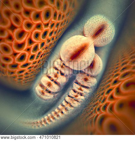Toxocara Canis Second Stage Larvae Hatch From Eggs