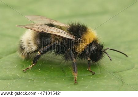 Natural Closeup On The Forest Four Colored Cuckoo-bumblebee, Bombus Sylvestris On A Green Leaf In Th