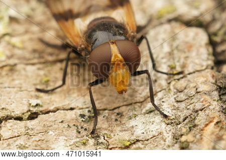 Natural Closeup On The White-banded Drone Fly, Volucella Pellucens, Sitting On Wood