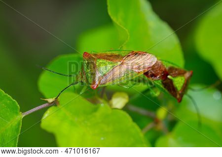 Two Trefoil Spiny Bugs, Acanthosoma Haemorrhoidale Mating.