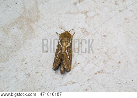 Side View Of A Small Hop Rootworm On A Wall.