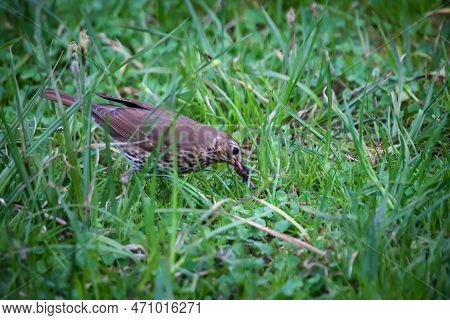 Song Thrush (turdus Philomelos) Feeding In The Grass. A Song Thrush In Search Of Earthworms For Its 