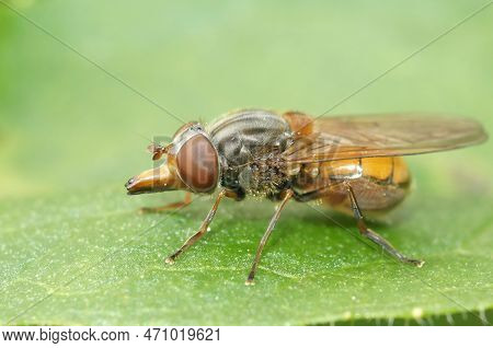 Detailed Closeup On A Red Common Snoutfly, Rhingia Campestris Sitting On A Green Common Ivy Leaf In 
