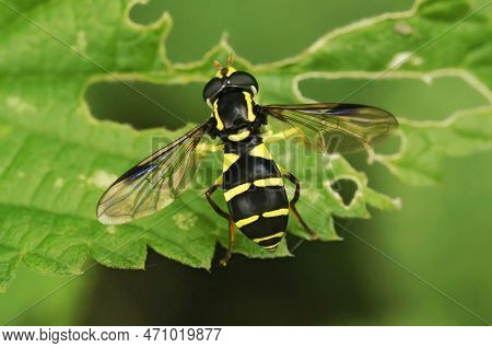 Natural Closeup Shot Of A Superb Ant-hill Hoverfly On A Green Branch - Xanthogramma Pedissequum Sitt