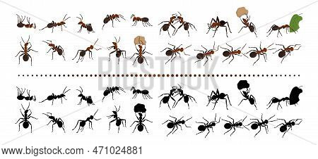 Red Ants. Nature Insects Group. Garden Termites. Bugs Black Silhouettes. Life Species. Natural Anima