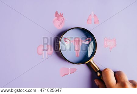 Uterus Female Reproductive System, Women Health, Pcos, Ovary Gynecologic And Cervical Cancer, Magnif