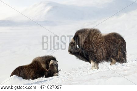 Musk Oxen In Dovrefjell Mountains In Winter, Norway.
