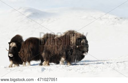 Group Of Musk Oxen In Dovrefjell Mountains In Winter, Norway.