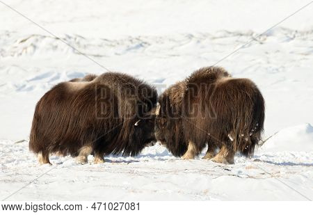 Close Up Of Musk Oxen Fighting In Winter, Norway, Dovrefjell National Park.