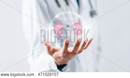 Doctor In A White Coat Holding Kidney Organ, Chronic Kidney Disease, Renal Failure, Dialysis, Health