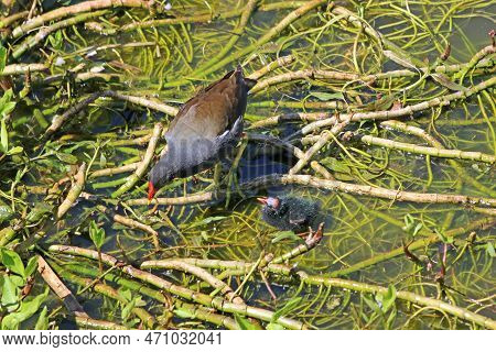 Moorhen Standing With Her Chicks On Waterweed