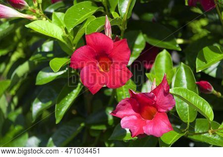 A Flowering Shining Mandevilla Or Mandevilla Splendens In Bright Sunlight In A Garden.