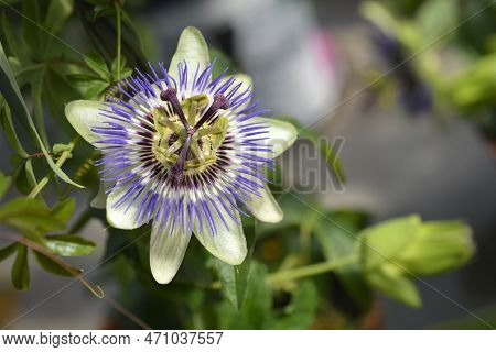 Common Passion Flower In The Garden In Spring