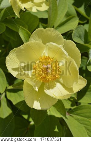 Mlokosewitchs Peony Yellow Flower In The Garden