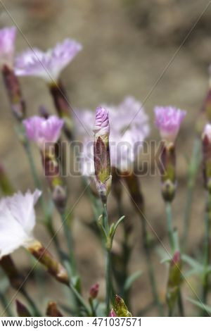 Pink Whatfield Wisp Flowers In The Spring
