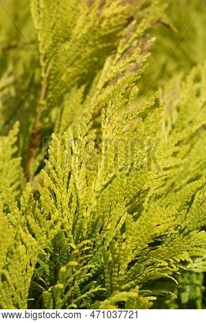 Western Red Cedar 4ever Goldy Branches In The Summer
