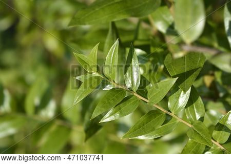 English Redoul Branch With Green Leaves In The Autumn