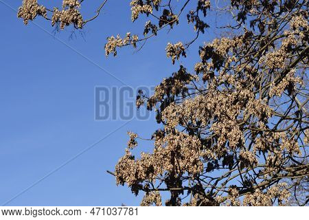 Tree Of Heaven Tree Branches With Dry Seeds