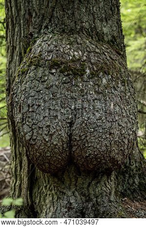 Large Knot On Tree Looks Like A Butt With A Crack