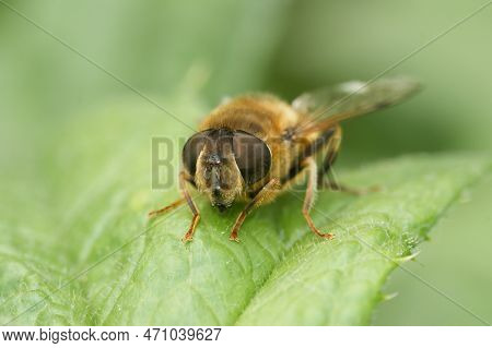 Natural Frontal Closeup On A Common Drone Fly, Eristalis Tenax Sitting On A Green Leaf In The Garden