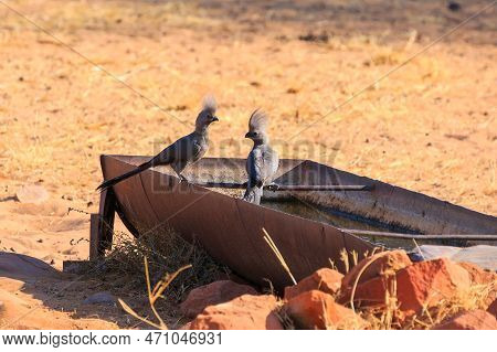 The Grey Go-away-bird (crinifer Concolor), Also Known As Grey Lourie, Grey Loerie In Natural Habitat
