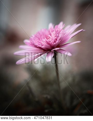 One Pink China Aster Flower Growing In Nature With Soft Selective Focus And Creamy Pastel Colors On 