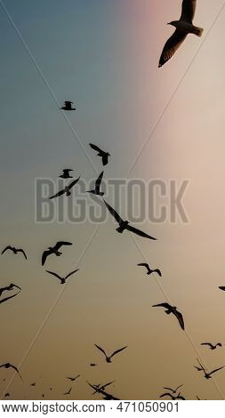 Animal Background, Flying Seagulls In The Sky