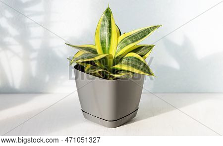 Sansevieria Golden Hahnii, Snake Plant In Grey Plastic Pot On Wooden Table On Light Background In Su