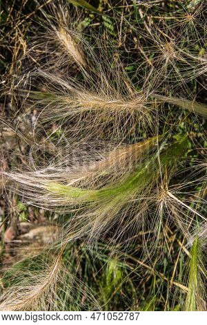 A Close Up Of A Bunch Of Grass, Grass On Background