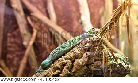 The Closeup Image Of Fiji Iguana (brachylophus Fasciatus). An Arboreal Species Of Lizard Endemic To 