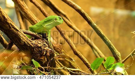 The Closeup Image Of Fiji Iguana (brachylophus Fasciatus). An Arboreal Species Of Lizard Endemic To 