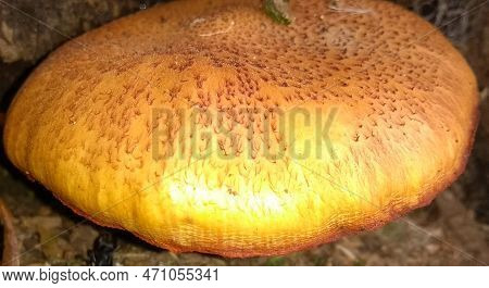 Mushroom In The Middle Of The Path Of The Trail