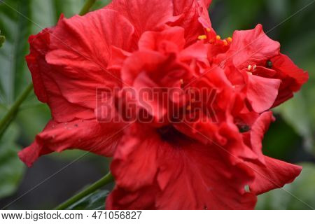 Red Flower Of Hibiscus Usually  Bloom In Summer And Autumn