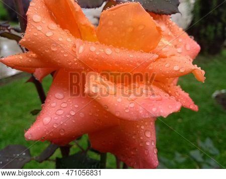Roses After Summer Rain A Wonderful Flower