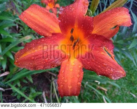 Orange Field Lily Photographed On Grass At The Rosa Cruz Curitiba Paraná Museum, In 2019
