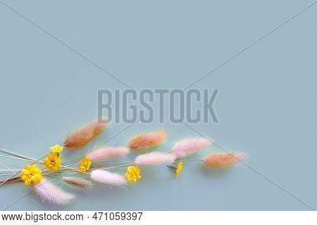 Spring Flower. Nice Lagurus On Blue Background.