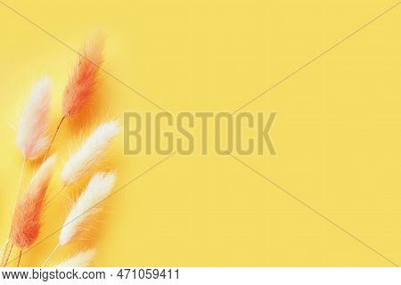 Nice Lagurus On Yellow Light Spring Background.
