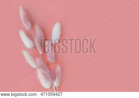 Spring Flower. Nice Lagurus On Pink Background.
