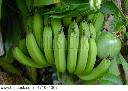 Green Bananas Passion Fruit In Symbiosis.\n\nbanana Is Rich In Potassium, Vitamin K, Classic Banana.