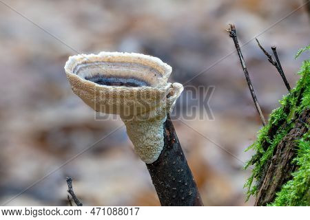 Close Up Of A Velvety Layer Fungus Stereum Subtomentosum On An Old Tree Branch