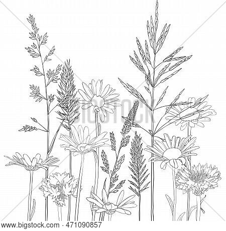 Vector Drawing Grass Plants And Daisies, Line Drawing Floral Elements, Hand Drawn Illustration