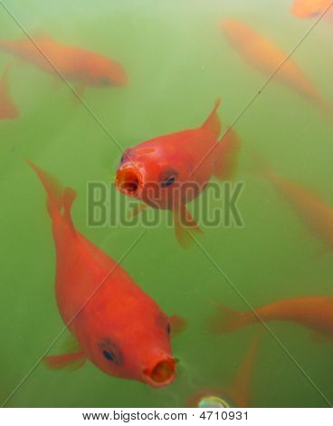 Nourrir les poissons