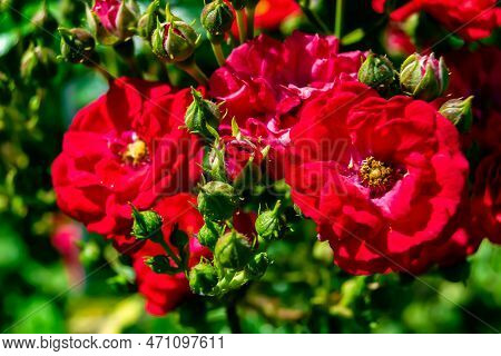 Photography On Theme Beautiful Wild Growing Flower Rose
