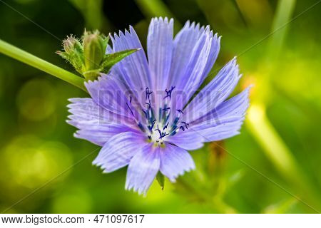 Beauty Wild Growing Flower Chicory Ordinary On Background Meadow